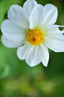 Bahçedeki güzel beyaz çiçekler