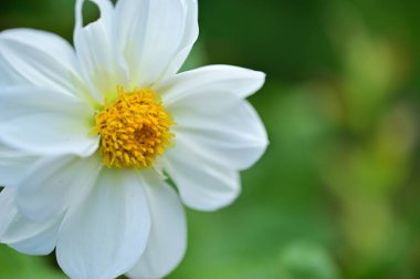 Bahçedeki güzel beyaz çiçekler