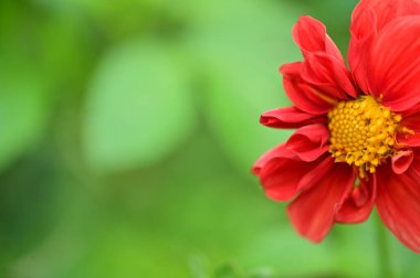 Arka plan bulanık güzel kırmızı çiçek