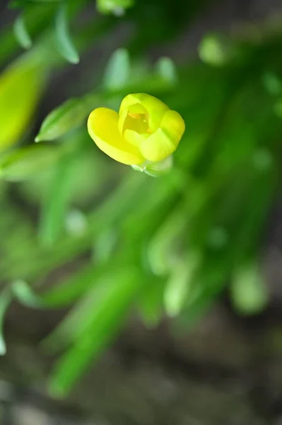 Bliska Widok Pięknych Żółtych Kwiatów Ogrodzie — Zdjęcie stockowe