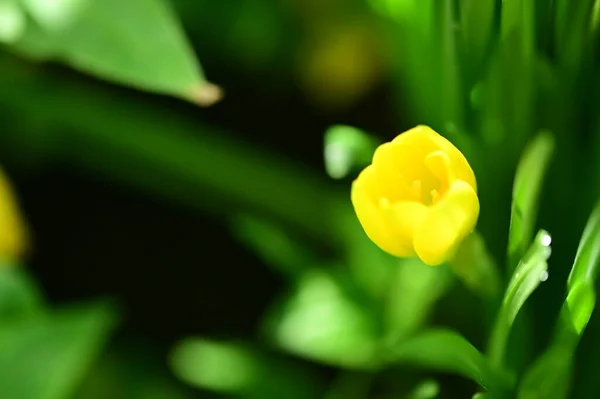 Närbild Vackra Gula Blommor Trädgården — Stockfoto