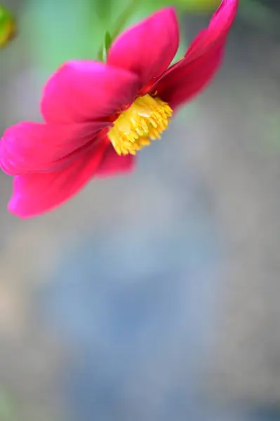 Mooie Roze Bloemen Groeien Tuin Natuur Concept — Stockfoto