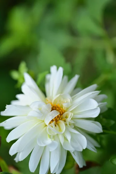 Belles Fleurs Blanches Dans Jardin — Photo