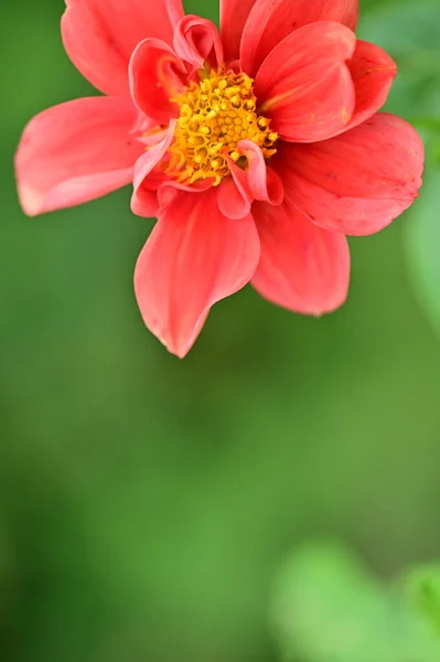 背景をぼかした写真に美しい赤い花 — ストック写真