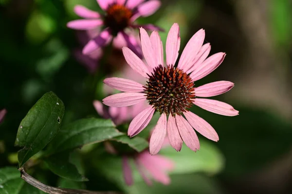 Красиві Рожеві Квіти Ростуть Саду Концепція Природи — стокове фото