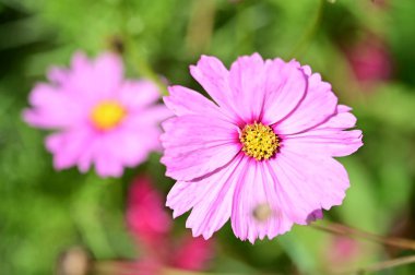 Bahçede yetişen güzel pembe çiçekler, doğa konsepti.