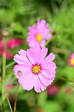 Bahçede yetişen güzel pembe çiçekler, doğa konsepti.