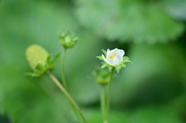 Bahçedeki güzel beyaz çiçekler