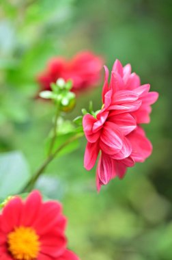 Bahçede yetişen güzel pembe çiçekler, doğa konsepti.