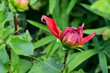 Bahçedeki güzel kırmızı çiçekleri kapat.