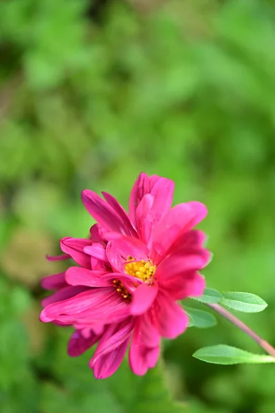 Gyönyörű Rózsaszín Virágok Nőnek Kertben Természet Koncepció — Stock Fotó