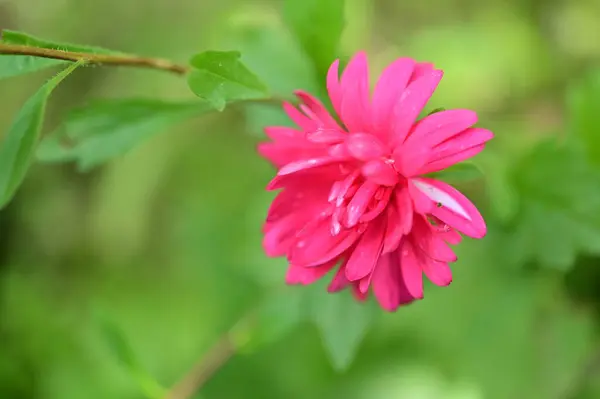 Hermosas Flores Rosadas Creciendo Jardín Concepto Naturaleza — Foto de Stock