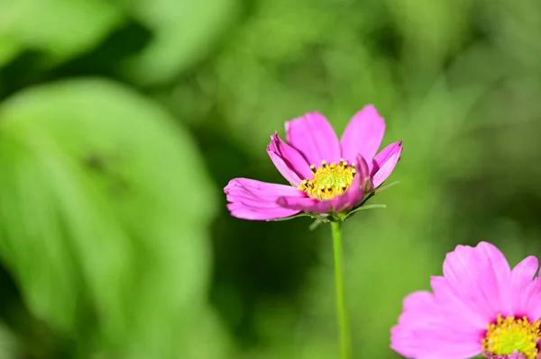 Beautiful Pink Flowers Growing Garden Nature Concept — Stock Photo, Image
