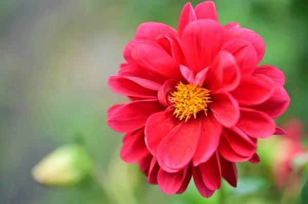 Hermosas Flores Rosadas Creciendo Jardín Concepto Naturaleza —  Fotos de Stock