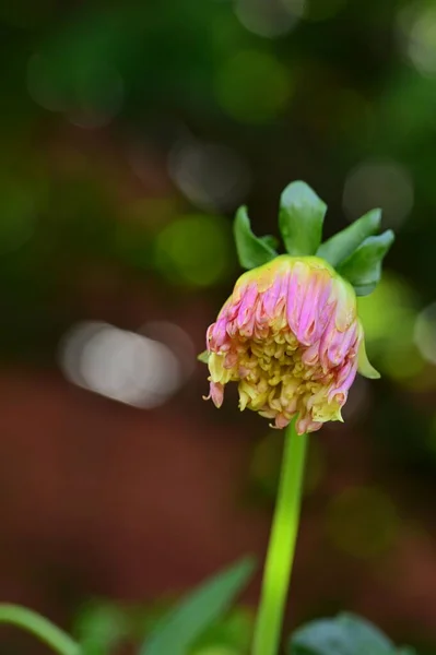 Красивые Розовые Цветы Растущие Саду Концепция Природы — стоковое фото