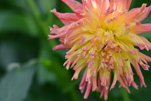 Schöne Rosa Und Gelb Blume Garten — Stockfoto