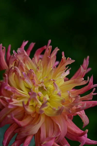 Bahçe Içinde Güzel Pembe Sarı Çiçek — Stok fotoğraf