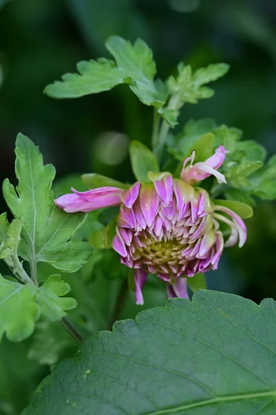 Vackra Rosa Blommor Som Växer Trädgården Natur Koncept — Stockfoto