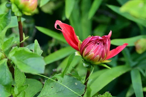 Zblízka Pohled Krásné Červené Květy Zahradě — Stock fotografie