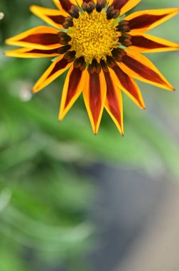 Bahçedeki güzel turuncu çiçekleri kapat.