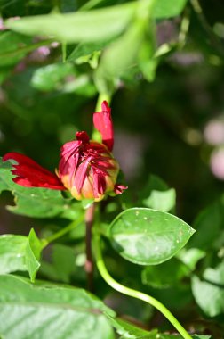 Bahçedeki güzel kırmızı çiçekleri kapat.