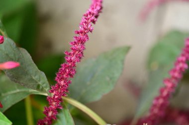 Bahçedeki güzel pembe çiçeklerin yakın görüntüsü.