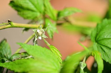 Bahçedeki güzel beyaz çiçekleri kapat.