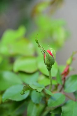 Bahçedeki güzel kırmızı çiçekleri kapat.
