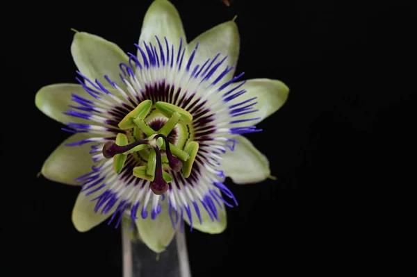 Bela Flor Passiflora Fundo Escuro — Fotografia de Stock