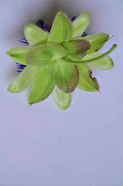 Vacker Passiflora Blomma Vit Bakgrund — Stockfoto