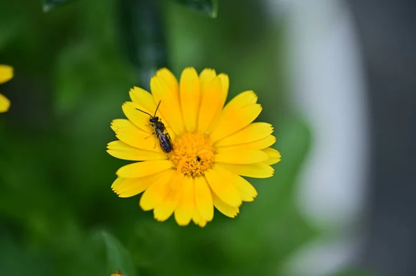 Vue Rapprochée Abeille Assise Sur Belles Fleurs Jaunes Dans Jardin — Photo