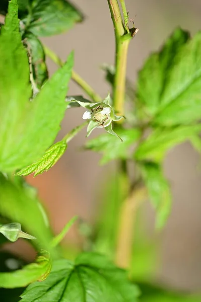 Close Uitzicht Mooie Witte Bloemen Tuin — Stockfoto