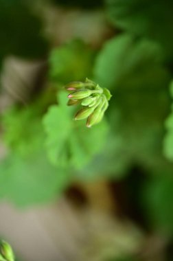 Bahçede çözünmemiş güzel çiçekler, yakın çekim manzarası.