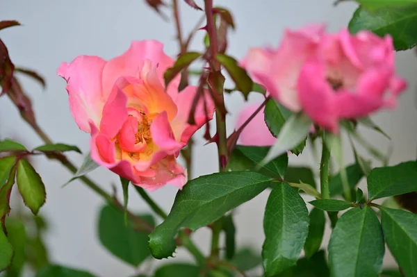 Bellissimi Fiori Rosa Che Crescono Giardino Concetto Natura — Foto Stock