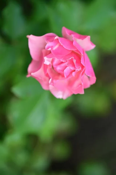 Indah Bunga Merah Muda Tumbuh Taman Konsep Alam — Stok Foto