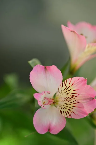 Piękne Różowe Kwiaty Rosnące Ogrodzie Koncepcja Natury — Zdjęcie stockowe
