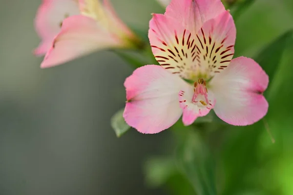 정원에서 자라는 아름다운 분홍빛 자연의 — 스톡 사진