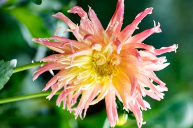 Bahçe içinde güzel pembe ve sarı çiçek