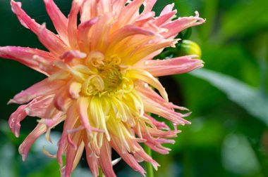 Bahçe içinde güzel pembe ve sarı çiçek