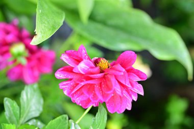 Bahçedeki güzel pembe çiçeklerin yakın görüntüsü.