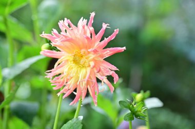 Bahçede büyüyen güzel pembe ve sarı renkli çiçekler.