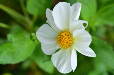 Bahçedeki güzel beyaz çiçekler