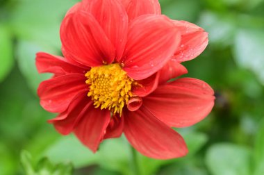 Bahçedeki güzel kırmızı çiçeğin yakın görüntüsü