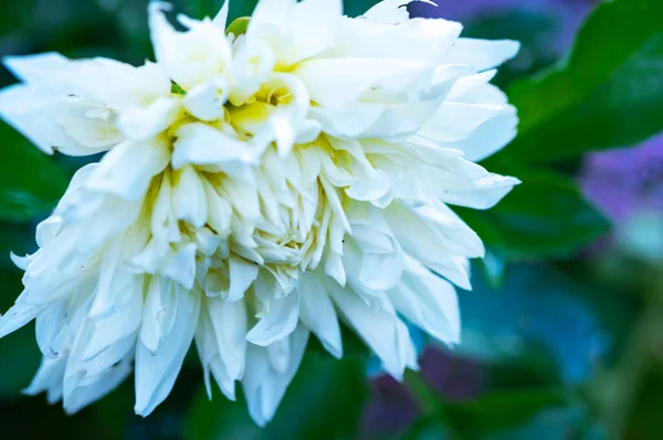 Vackra Vita Blommor Trädgården — Stockfoto