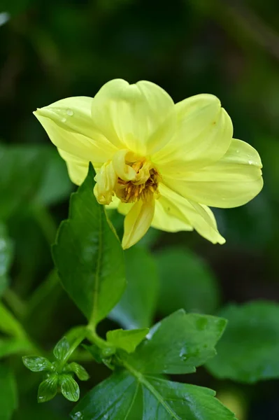 Close Zicht Mooie Gele Bloemen Tuin — Stockfoto