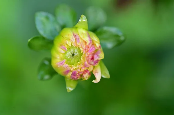 Bellissimi Fiori Colore Rosa Giallo Che Crescono Giardino — Foto Stock