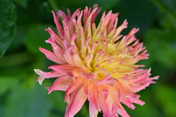 Bela Flor Rosa Amarelo Jardim — Fotografia de Stock