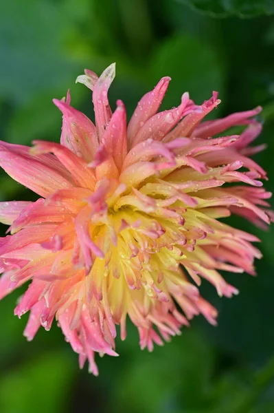 Piękny Różowy Żółty Kwiat Ogrodzie — Zdjęcie stockowe