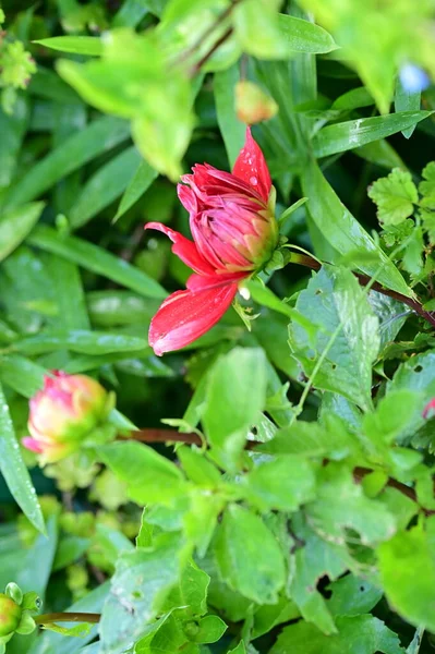 花园中美丽的红色花朵的近景 — 图库照片