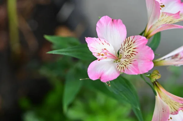 Όμορφα Ροζ Λουλούδια Που Αναπτύσσονται Στον Κήπο Φύση Έννοια — Φωτογραφία Αρχείου